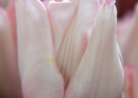 Tulipa Rejoyce ® (3)